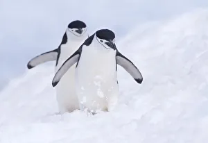 Two Chinstrap Penguins (Pygoscelis antarcticus) walking in the snow, Half Moon Island Two Chinstrap Penguins (Pygoscelis antarcticus) walking in the snow, Half Moon Island