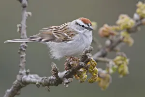Chipping Sparrow (Spizella passerina), British Columbia, Canada Chipping Sparrow (Spizella passerina), British Columbia, Canada