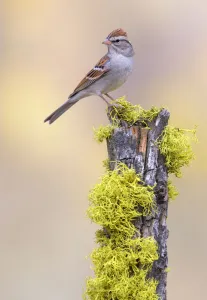Chipping Sparrow (Spizella passerina), Oregon, USA Chipping Sparrow (Spizella passerina), Oregon, USA