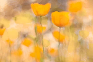 Creative Photography Gallery: Close up of brightly lit poppy flowers