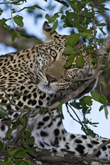 Close up of a female Leopard (panthera pardus) perched in a tree, South Africa