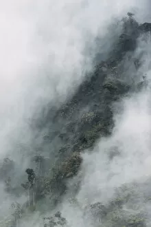 Cloud forest canopy, Andes, Ecuador