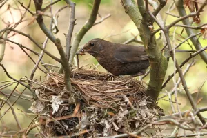 Common Blackbird (Turdus merula) female with feed at nest, Lower Saxony, Germany Common Blackbird (Turdus merula) female with feed at nest, Lower Saxony, Germany