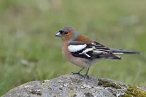 Common Chaffinch (Fringilla coelebs) male perched on a stone, Sweden Common Chaffinch (Fringilla coelebs) male perched on a stone, Sweden