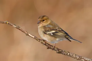 Common Chaffinch (Fringilla coelebs) female, Utrecht, The Netherlands Common Chaffinch (Fringilla coelebs) female, Utrecht, The Netherlands