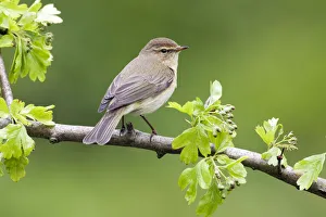 Common Chiffchaff (Phylloscopus collybita), Schagen, Noord-Holland, The Netherlands Common Chiffchaff (Phylloscopus collybita), Schagen, Noord-Holland, The Netherlands