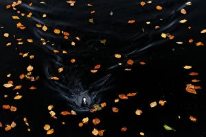 Prize Winners Collection: Common Coot (Fulica atra) swimming amidst fallen beech leaves, Amsterdamse Bos, Amsterdam