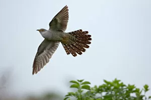 Cuculus Canorus Gallery: Common Cuckoo (Cuculus canorus) male flying, Saxony, Germany