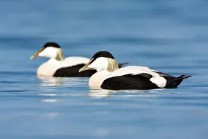 Two Common Eiders (Somateria mollissima) males swimming, northumberland, United Kingdom Two Common Eiders (Somateria mollissima) males swimming, northumberland, United Kingdom