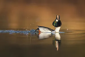 Common Goldeneye (Bucephala clangula) male displaying, Saxony-Anhalt, Germany Common Goldeneye (Bucephala clangula) male displaying, Saxony-Anhalt, Germany