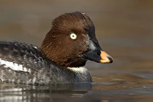 Common Goldeneye (Bucephala clangula) female, Brandenburg, Germany Common Goldeneye (Bucephala clangula) female, Brandenburg, Germany