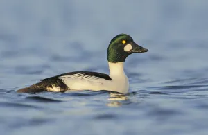 Common Goldeneye (Bucephala clangula) male, British Columbia, Canada Common Goldeneye (Bucephala clangula) male, British Columbia, Canada