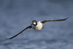 Common Goldeneye (Bucephala clangula) male flying, Manitoba, Canada Common Goldeneye (Bucephala clangula) male flying, Manitoba, Canada
