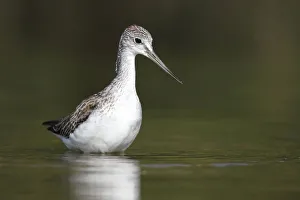 Common Greenshank (Tringa nebularia), St. Gallen, Switzerland Common Greenshank (Tringa nebularia), St. Gallen, Switzerland