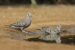 Common Ground Dove (Columbina passerina) pair, Texas, USA Common Ground Dove (Columbina passerina) pair, Texas, USA