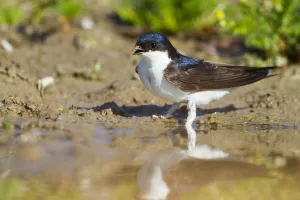 Common House Martin (Delichon urbicum), Baden-Wuerttemberg, Germany Common House Martin (Delichon urbicum), Baden-Wuerttemberg, Germany