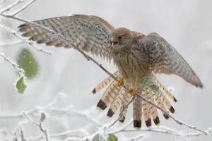 Common Kestrel (Falco tinnunculus) calling while balancing on thin branch, Lower Saxony Common Kestrel (Falco tinnunculus) calling while balancing on thin branch, Lower Saxony