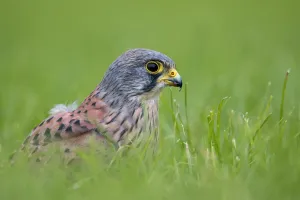 Common Kestrel (Falco tinnunculus) perched in a meadow, Kamperveen, Overijssel, the Common Kestrel (Falco tinnunculus) perched in a meadow, Kamperveen, Overijssel, the