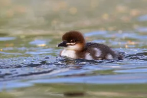 Common Merganser (Mergus merganser) chick, Mecklenburg-Western Pomerania, Germany Common Merganser (Mergus merganser) chick, Mecklenburg-Western Pomerania, Germany