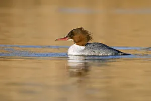Common Merganser (Mergus merganser) female, Den Oever, Noord-Holland, The Netherlands Common Merganser (Mergus merganser) female, Den Oever, Noord-Holland, The Netherlands