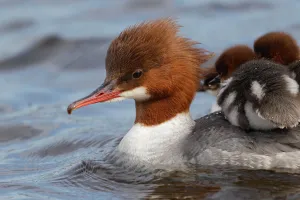 Common Merganser (Mergus merganser) female with chicks, Bavaria, Germany Common Merganser (Mergus merganser) female with chicks, Bavaria, Germany