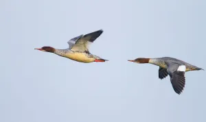 Common Merganser (Mergus merganser) female flying, Baden-Wuerttemberg, Germany Common Merganser (Mergus merganser) female flying, Baden-Wuerttemberg, Germany