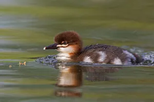 Common Merganser (Mergus merganser) juvenile, Mecklenburg-Western Pomerania, Germany Common Merganser (Mergus merganser) juvenile, Mecklenburg-Western Pomerania, Germany