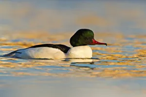 Common Merganser (Mergus merganser) male, Baden-Wuerttemberg, Germany Common Merganser (Mergus merganser) male, Baden-Wuerttemberg, Germany