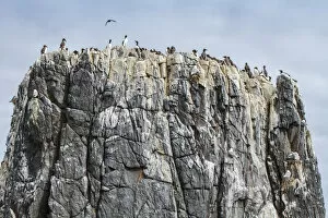 Common Murre (Uria aalge) colony on cliff, Farne Islands, United Kingdom