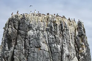 Common Murre (Uria aalge) colony on cliff, Farne Islands, United Kingdom Common Murre (Uria aalge) colony on cliff, Farne Islands, United Kingdom