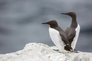 Common Murre (Uria aalge), Farne Islands, United Kingdom Common Murre (Uria aalge), Farne Islands, United Kingdom