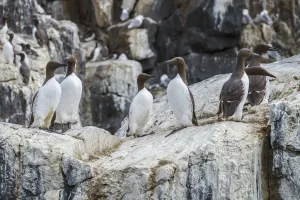 Common Murre (Uria aalge) group on cliff, Farne Islands, United Kingdom Common Murre (Uria aalge) group on cliff, Farne Islands, United Kingdom