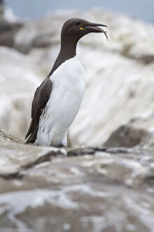 Common Murre (Uria aalge) perched on cliff with sandeel in beak, Farne Islands, United