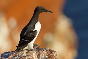 Common Murre (Uria aalge), Schleswig-Holstein, Germany Common Murre (Uria aalge), Schleswig-Holstein, Germany
