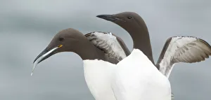 Common Murre (Uria aalge), Scotland, United Kingdom Common Murre (Uria aalge), Scotland, United Kingdom
