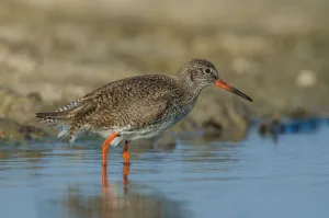 Common Redshank (Tringa totanus), Schleswig-Holstein, Germany Common Redshank (Tringa totanus), Schleswig-Holstein, Germany