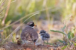 Common Ringed Plover (Charadrius hiaticula) with chick, Iceland Common Ringed Plover (Charadrius hiaticula) with chick, Iceland