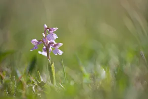 Common spotted orchid (Dactylorhiza maculata) is flowering in the field, Terschelling Common spotted orchid (Dactylorhiza maculata) is flowering in the field, Terschelling