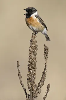 Saxicola Gallery: Common Stonechat (Saxicola torquata) singing, Noord-Holland, The Netherlands