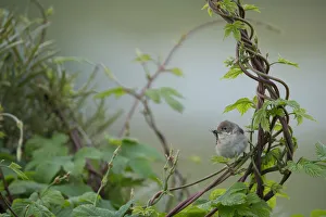 Common Whitethroat (Sylvia communis) with insect prey in beak to feed chicks Common Whitethroat (Sylvia communis) with insect prey in beak to feed chicks