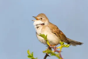 Common Whitethroat (Sylvia communis) singing, Baden-Wuerttemberg, Germany Common Whitethroat (Sylvia communis) singing, Baden-Wuerttemberg, Germany