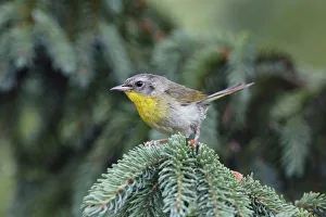 Common Yellowthroat (Geothlypis trichas) sub-adult male in winter, Canada Common Yellowthroat (Geothlypis trichas) sub-adult male in winter, Canada