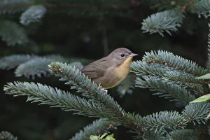 Common Yellowthroat (Geothlypis trichas) in autumn, Canada Common Yellowthroat (Geothlypis trichas) in autumn, Canada
