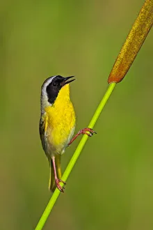 Common Yellowthroat (Geothlypis trichas) singing, Texas, USA Common Yellowthroat (Geothlypis trichas) singing, Texas, USA