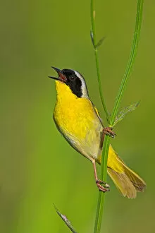 Birds Gallery: Common Yellowthroat (Geothlypis trichas) singing, Texas, USA
