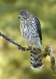 Coopers Hawk (Accipiter cooperii), British Columbia, Canada Coopers Hawk (Accipiter cooperii), British Columbia, Canada