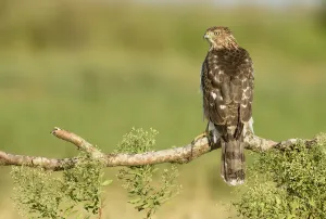 Coopers Hawk (Accipiter cooperii), Texas, USA Coopers Hawk (Accipiter cooperii), Texas, USA