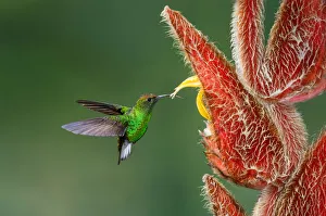 Coppery-headed Emerald (Elvira cupreiceps), Costa Rica Coppery-headed Emerald (Elvira cupreiceps), Costa Rica