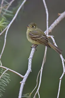 Cordilleran Flycatcher (Empidonax occidentalis), Arizona, USA Cordilleran Flycatcher (Empidonax occidentalis), Arizona, USA