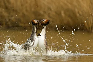 Nesting Material Gallery: As part of the courting ritual, Great Crested Grebe (Podiceps cristatus)